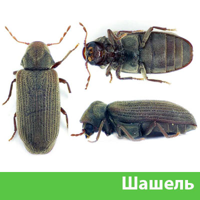 Обработка от шашеля в городе Вышний Волочёк