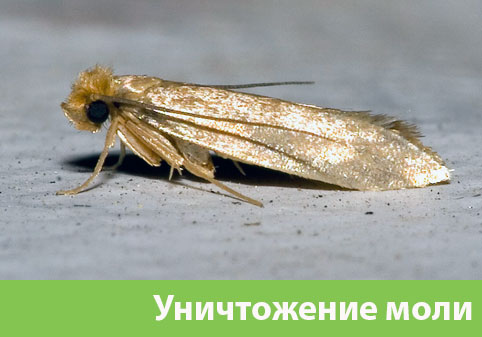Уничтожение моли в городе Вышний Волочёк 